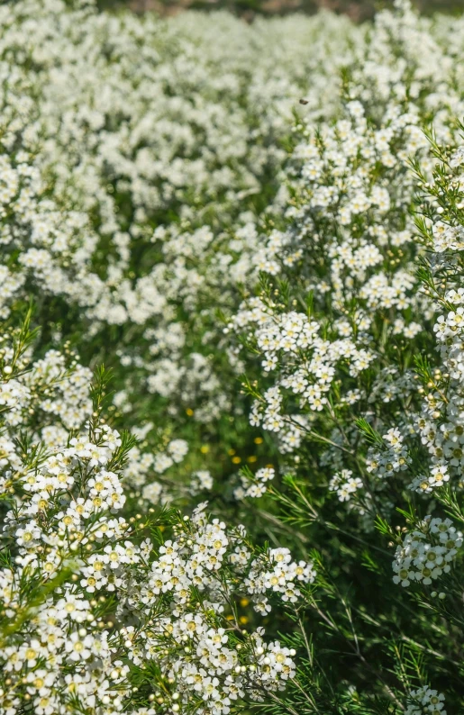 there is white flowers that grow along the fence line