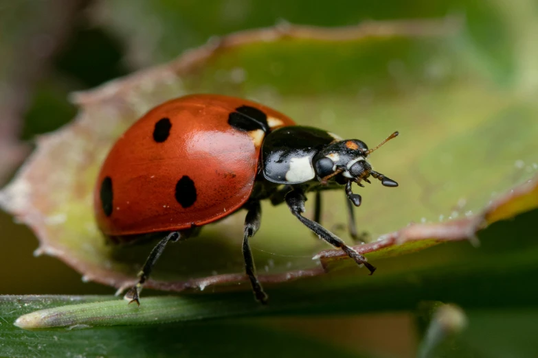 close up s of a lady bug with white spots on it's head and legs