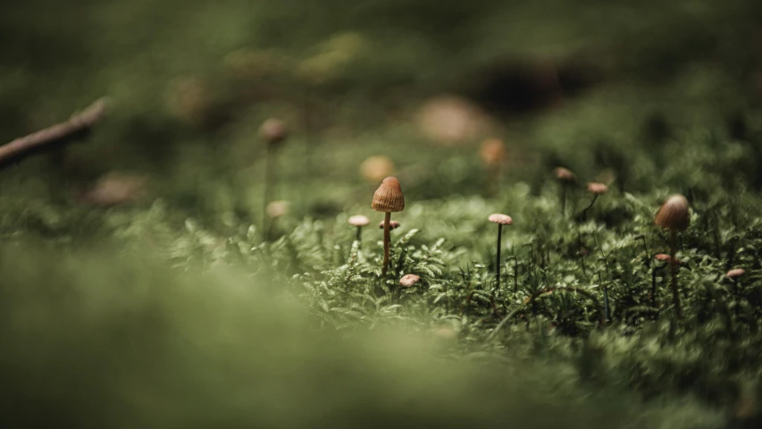 tiny yellow flowers sticking out of the moss