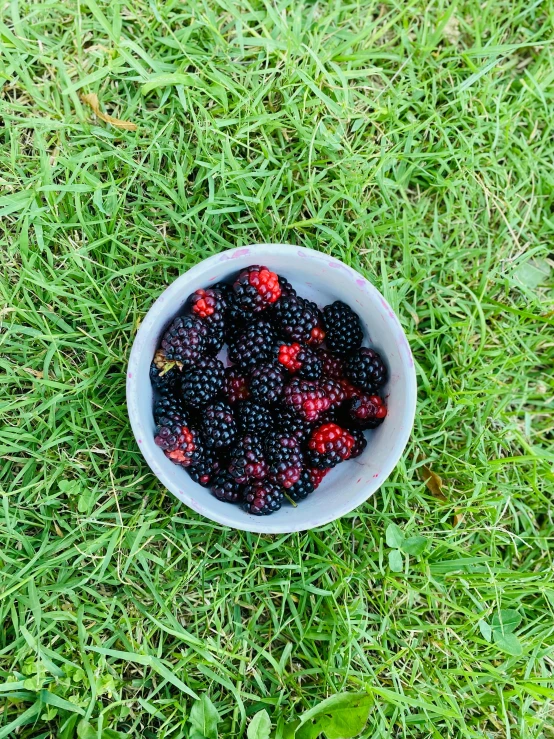 blackberries and raspberries in a bowl are lying in grass