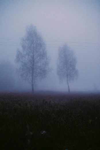 trees in the fog on an overcast day