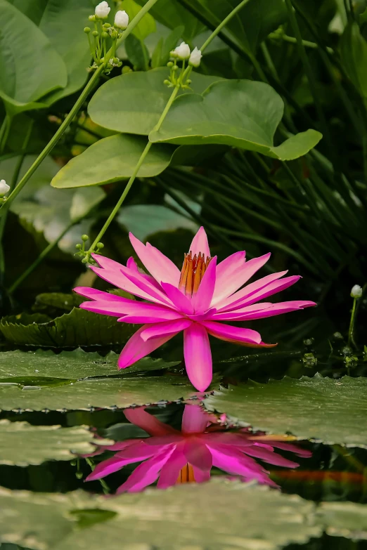 a pink flower floating on top of water