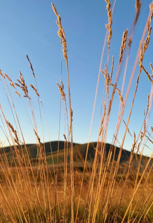 some very long grass near the mountains