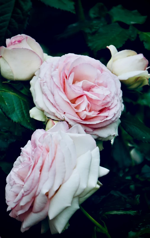 a close up of some pink roses on a nch