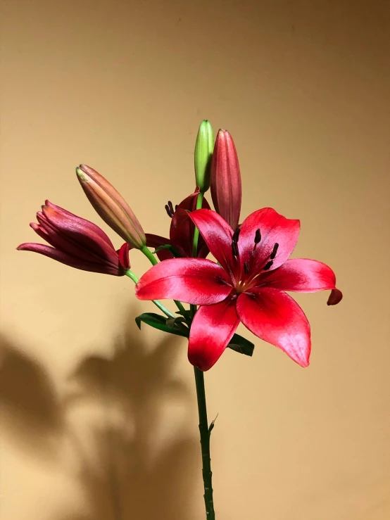 pink flowers in a white vase against a yellow wall