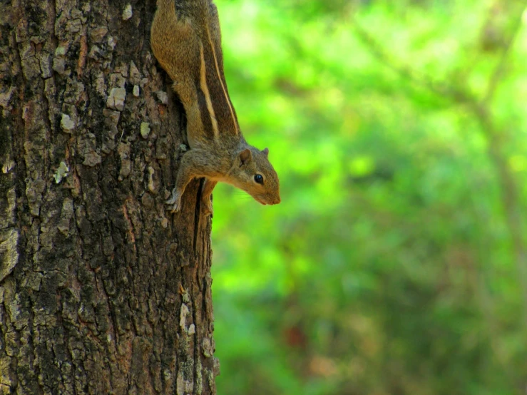 a close - up of a small bird on a tree