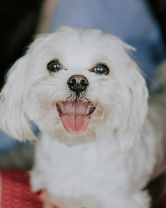 small white dog with black nose and mouth showing