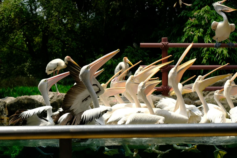 a large group of pelicans with their beaks open