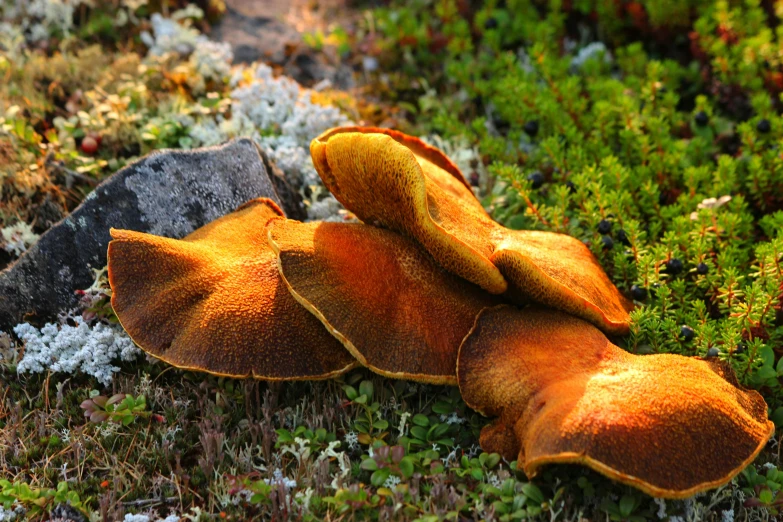 mushrooms sit on the ground beside a rock