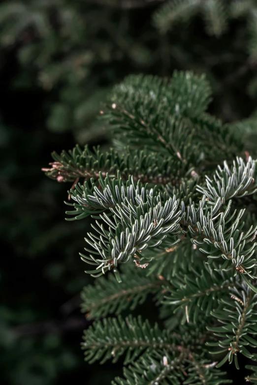 closeup of the green needles on a tree