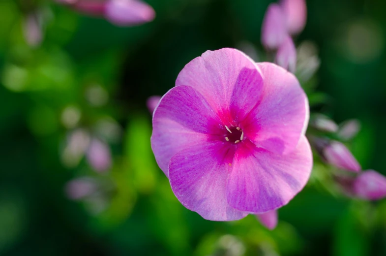 a pink flower that is blooming in some plants