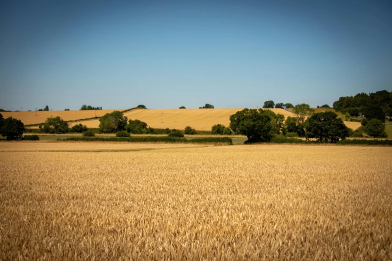 an image of a wheat field during the daytime