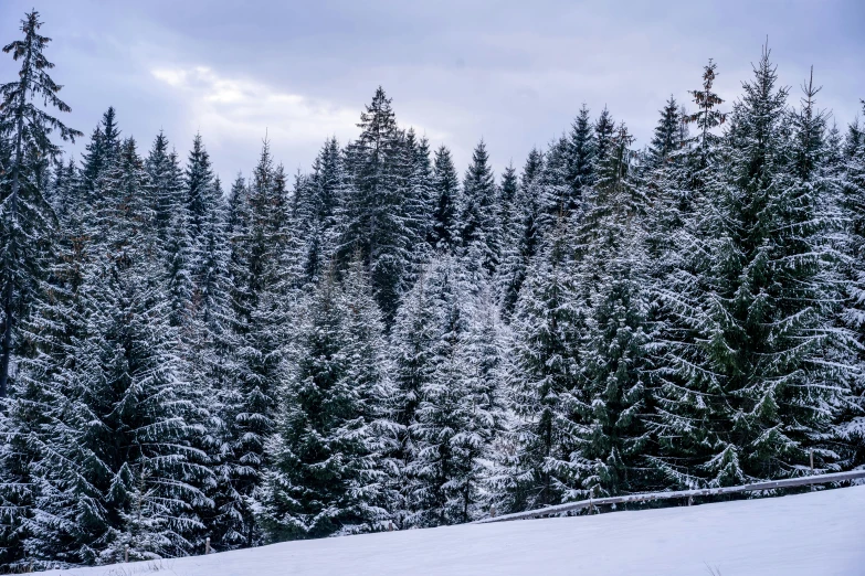 snow covered pine trees against an overcast sky