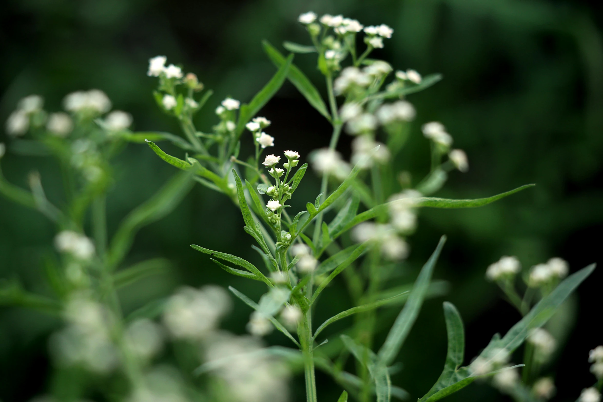 small white flowers and green leaves in a garden