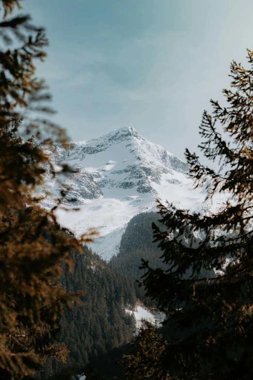 the peak of a snowy mountain can be seen through some trees