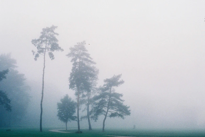 the foggy background has two trees in it