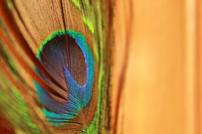 a green and blue peacock feather with some red feathers