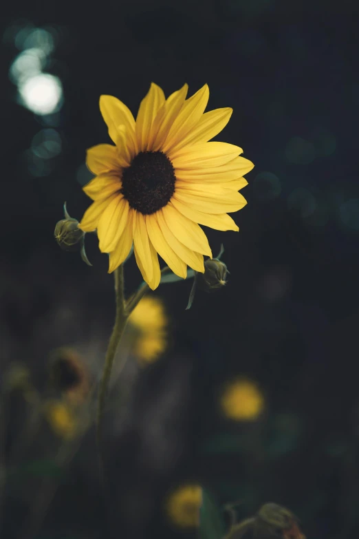 a big flower that is sitting in the grass