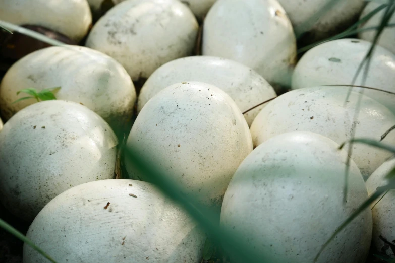a group of white and green eggs laying in a basket