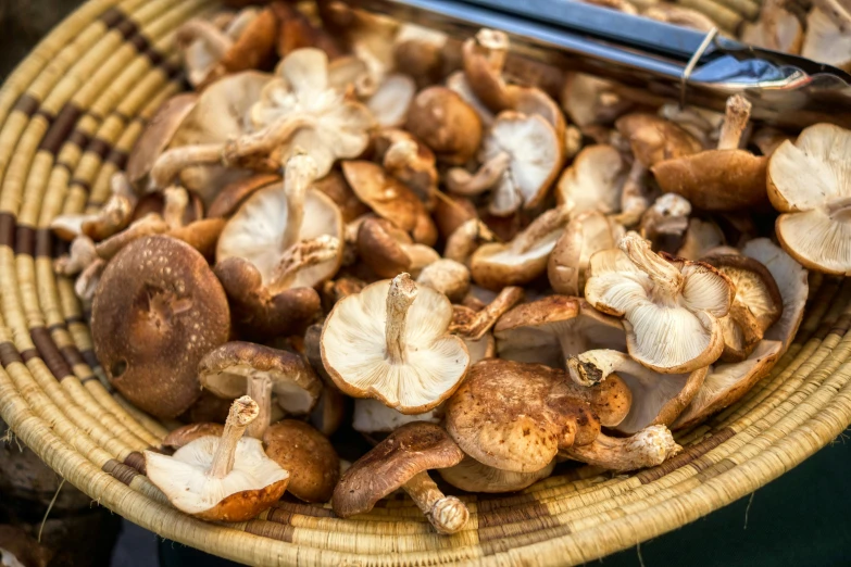 a basket with many mushrooms sitting in it