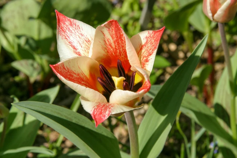 closeup view of a large, orange and white flower