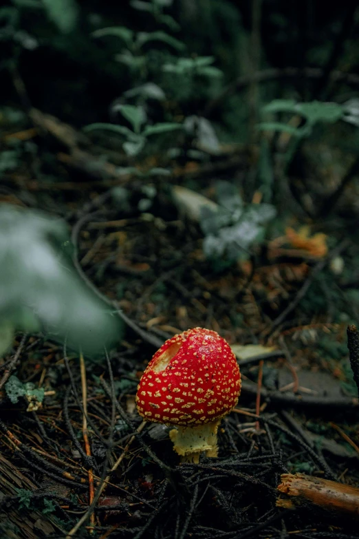 the red mushroom is standing alone in the woods