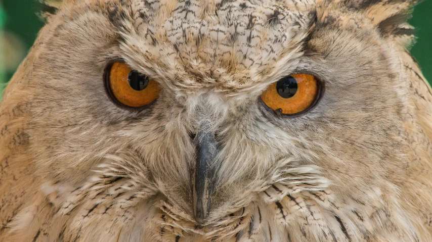 an owl with orange eyes looks directly into the camera
