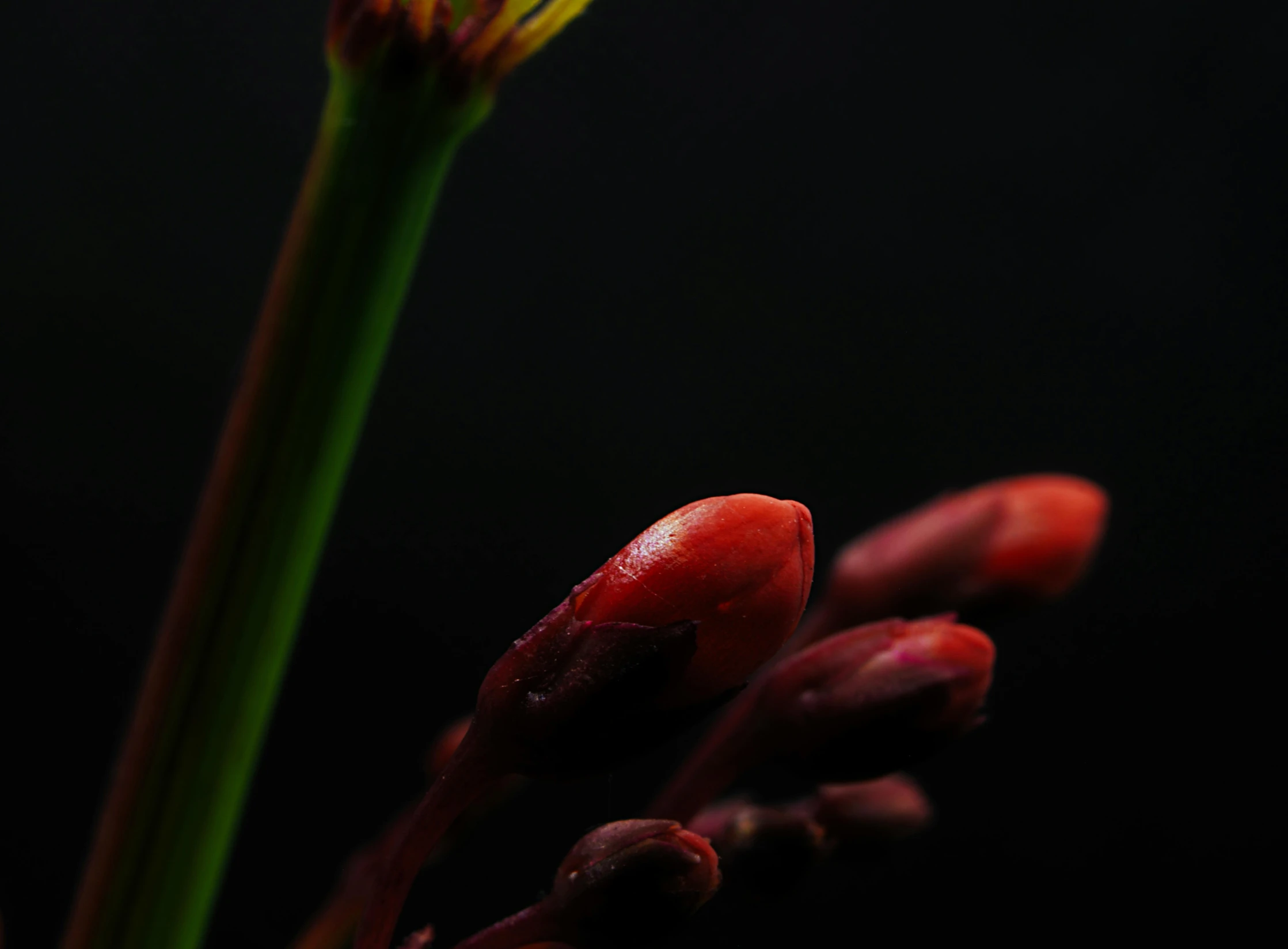 an up close picture of a red flower on a stalk