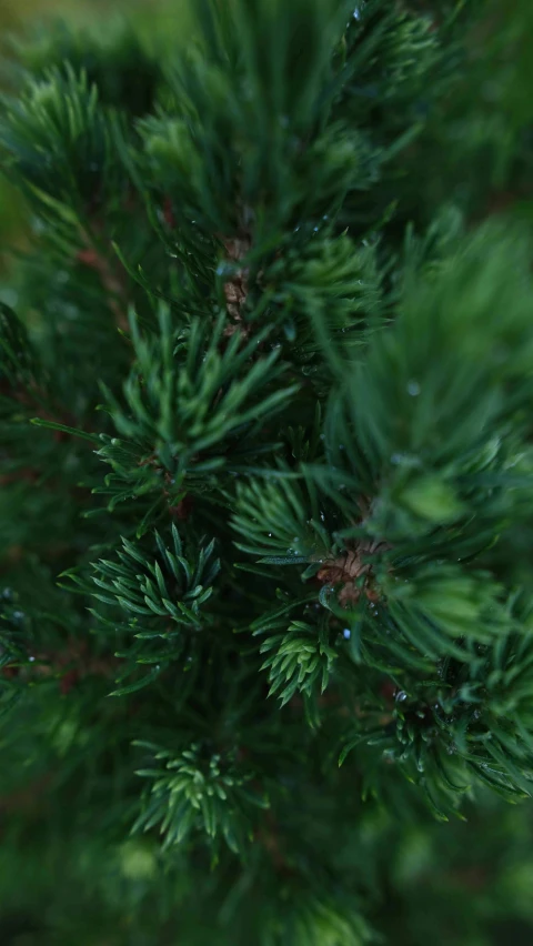 closeup pograph of some nches covered in water droplets