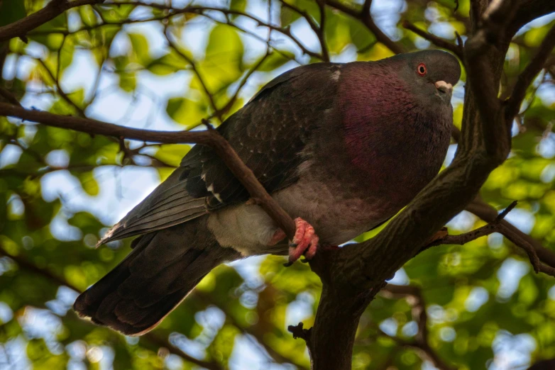 a black pigeon sitting on top of a tree nch