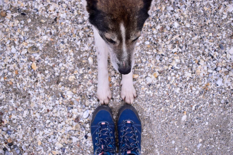 a dog staring up at the ground with its nose up