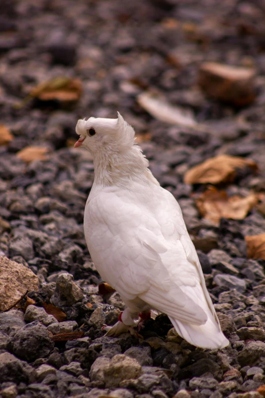 a white bird is standing on gravel