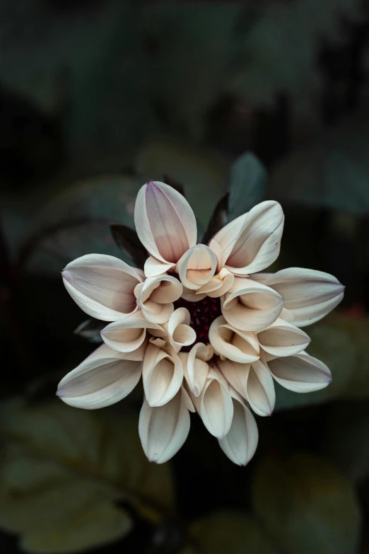 a flower is sitting on top of some green leaves