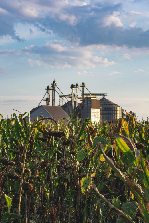 there is a factory in the middle of a corn field