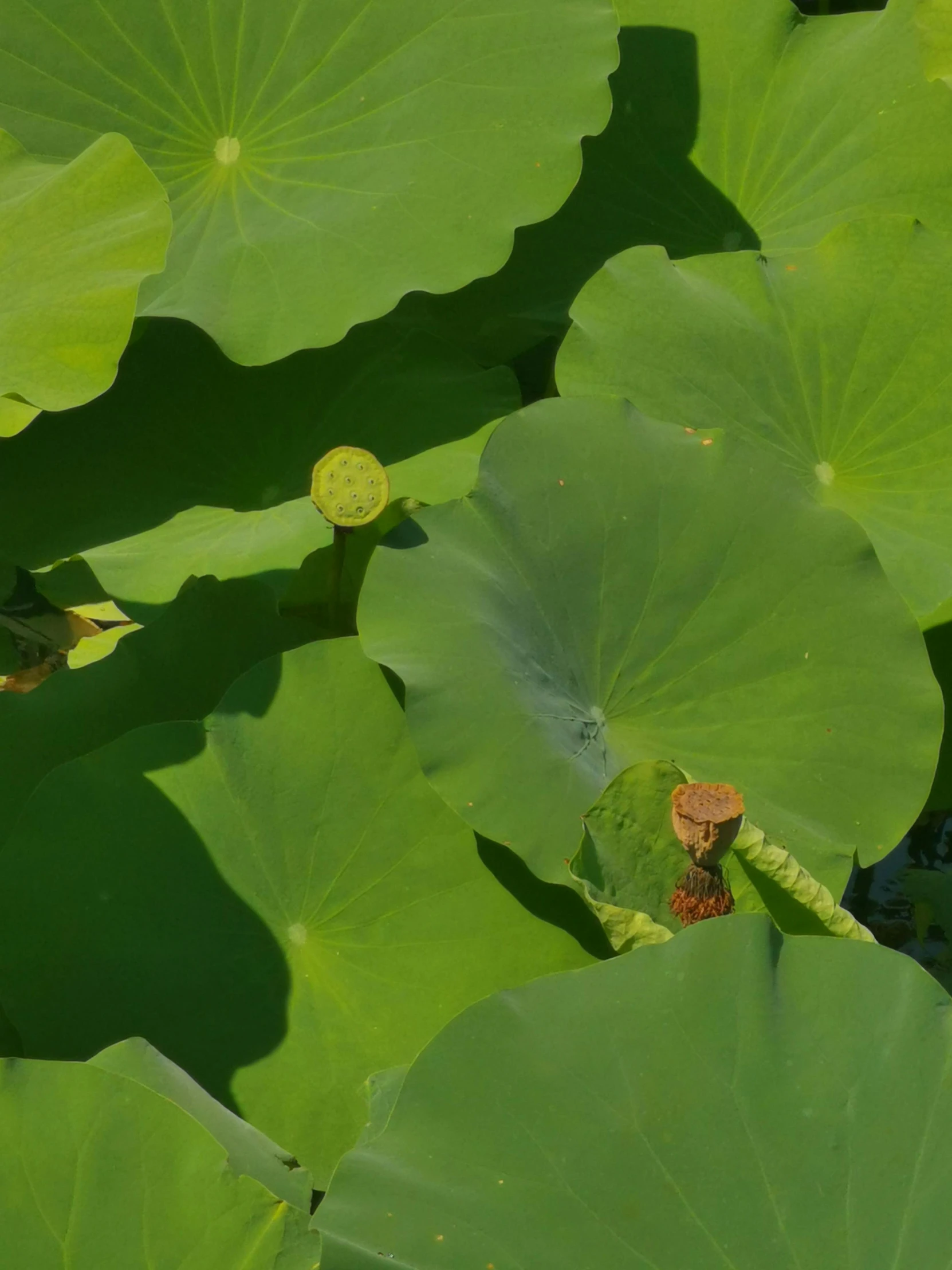 this lotus plant is very green, and has flowers with long leaves