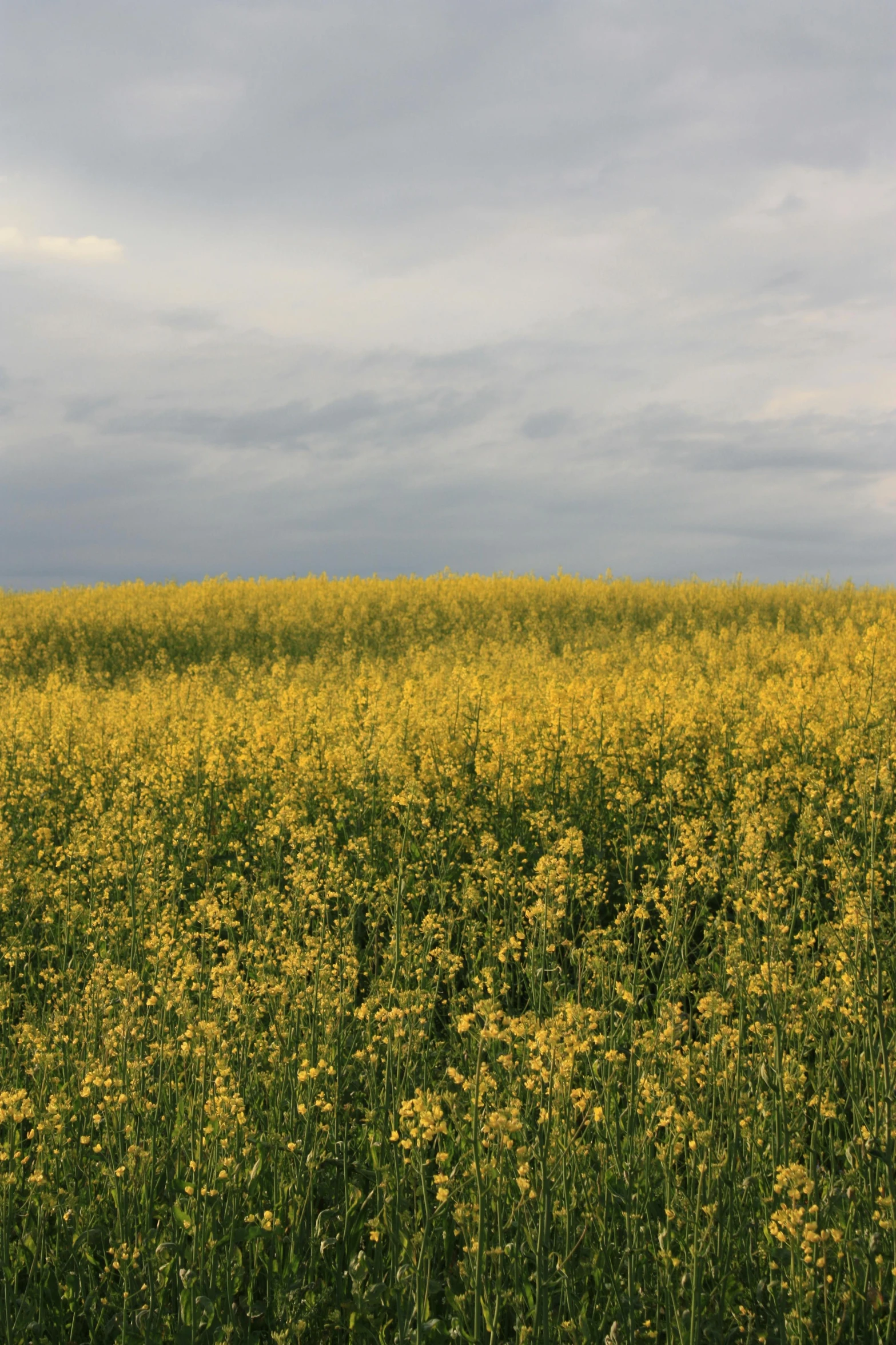 an expanse of green grass and yellow flowers under a grey cloudy sky