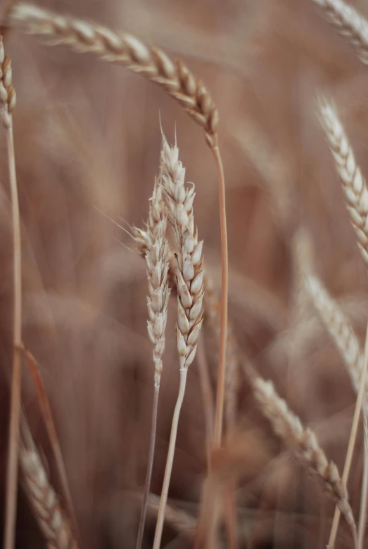 a large stalk of wheat next to another one