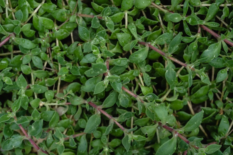 many green leaves that have some buds growing on them