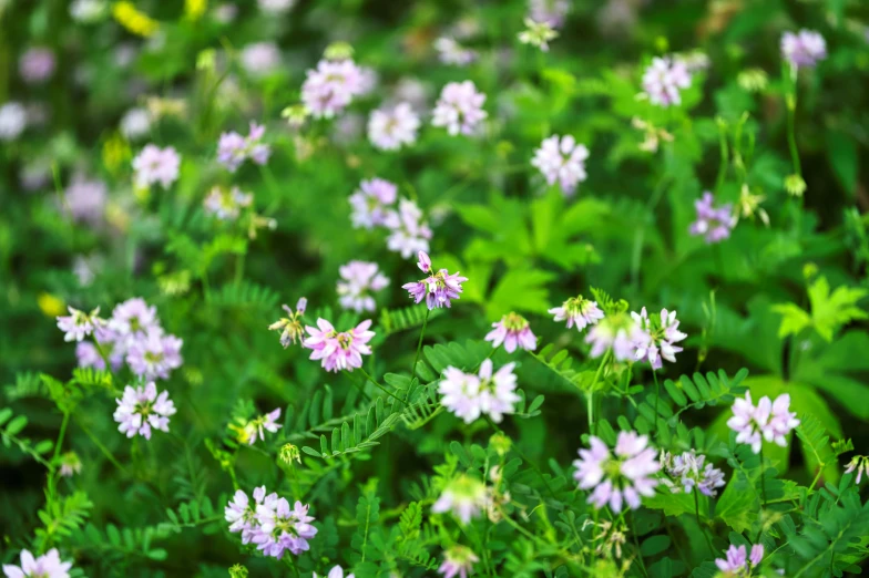 a group of small purple and white flowers with leaves