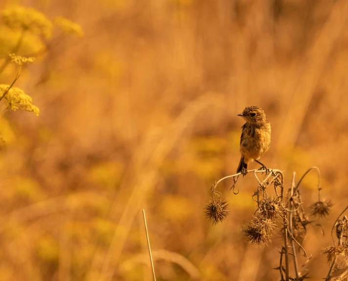 a small bird perched on top of a plant