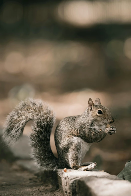 a squirrel that is standing on concrete