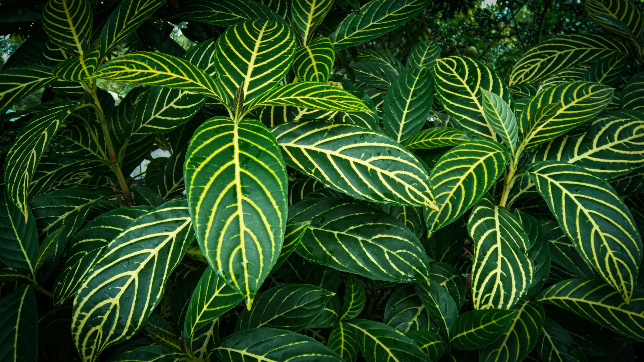 many leaves that are growing together on the ground