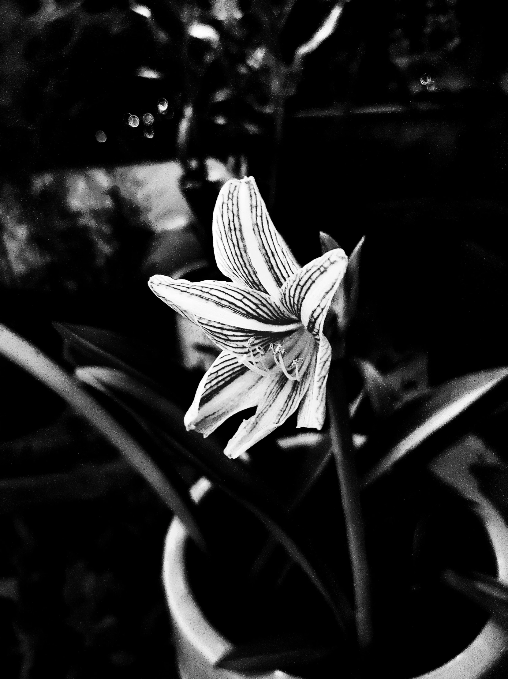 a blooming flower with dark colors stands in a small white pot