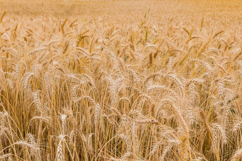 closeup view of the golden wheat field