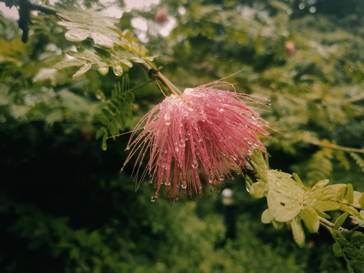 pink flower on tree nch in rain with blurred background