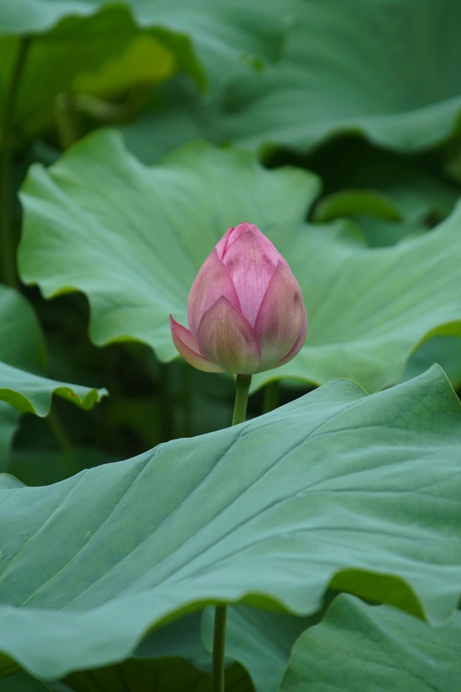 this is a pink lotus blooming on a large green leaf