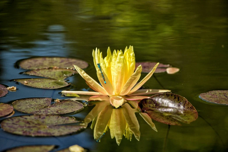 a yellow flower sitting in a pond filled with water lilies