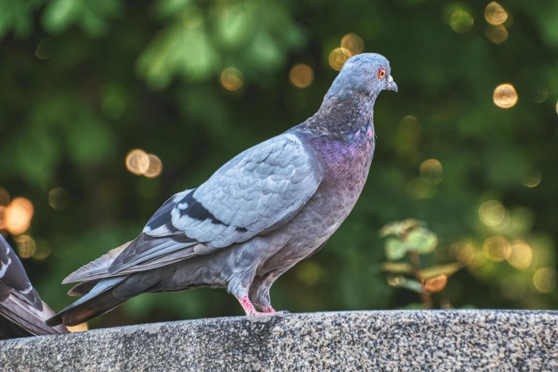 a bird sitting on top of the back of a cement structure