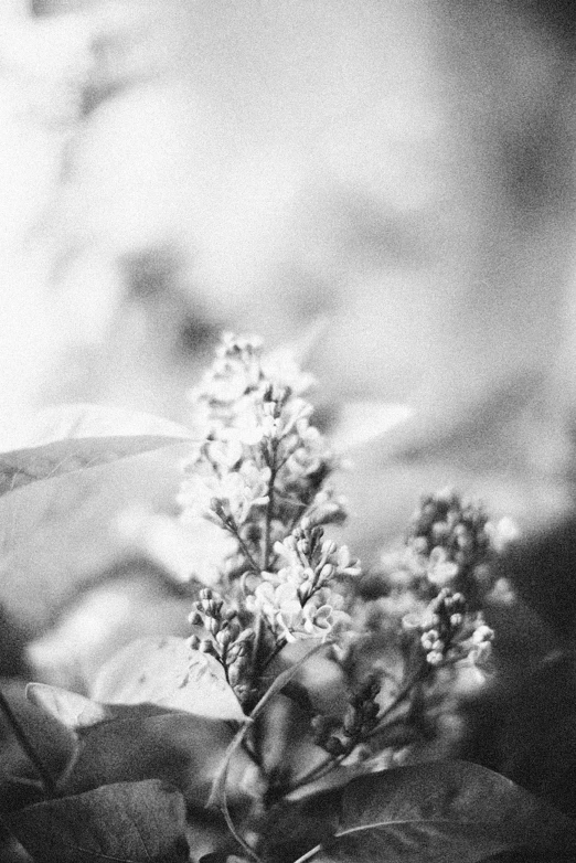 a bouquet of flowers in black and white