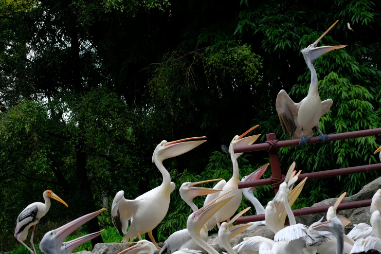 a flock of pelicans standing on top of a pile of rocks